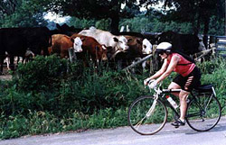 Inge meets some new
            bovine friends on CAMP 1996