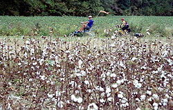 Cycle North Carolina cyclists passed cotton and soybean fields