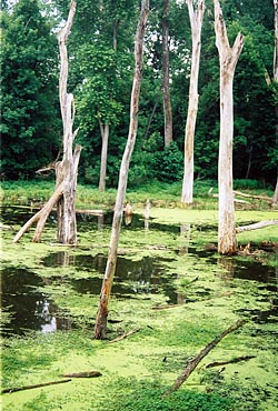 Katy wetlands